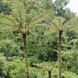 Potton & Burton Field Guide To New Zealand Native Trees